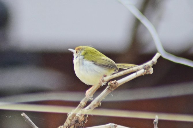 Bird Watching Doi Inthanon - Doi Inthanons Unique Ecosystem