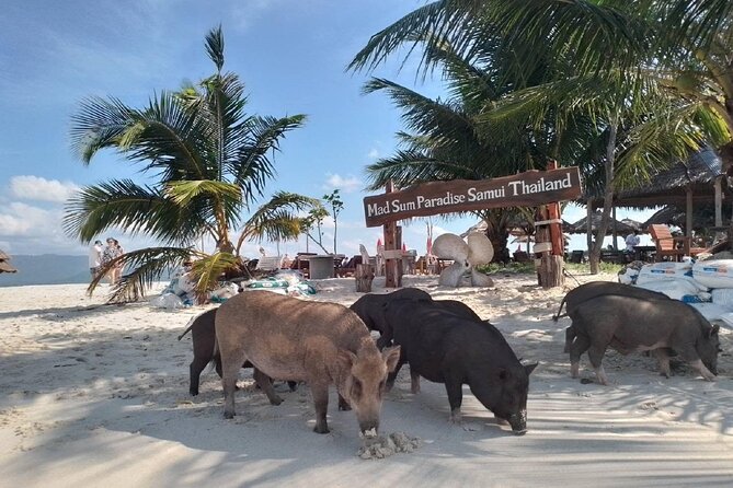 Coral and Pig Island: Koh Samui Island-Hopping Small Group Tour - Experiencing Coral and Pig Island