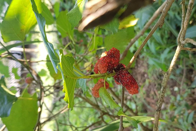 Doi Inthanon National Park Tour Review - Booking and Cancellation Process