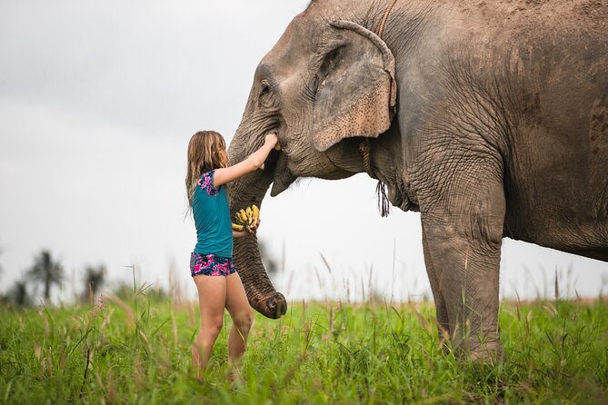 Elephant Jungle Sanctuary: Half Day Morning Review - Important Details to Keep in Mind