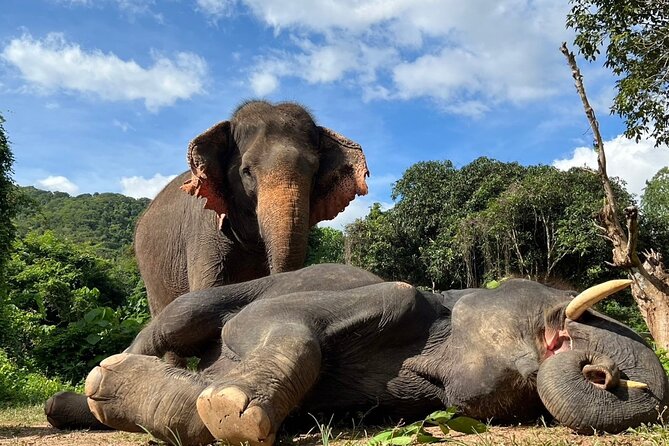 From Bangkok: Elephant Jungle Sanctuary Day Trip - Tour Operator and Important Notes