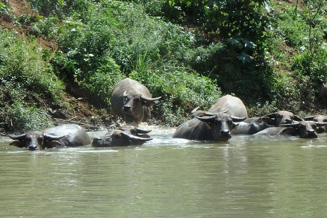 Full-Day Leisure River Kayaking Into Mae Taeng Forest Reserve From Chiang Mai - Tour Operator and Logistics