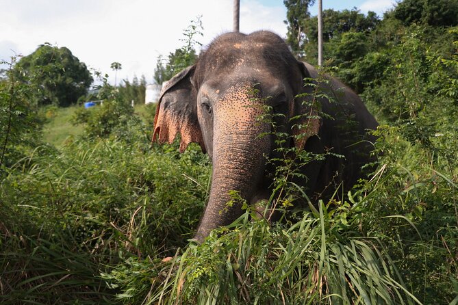 Half Day Elephant Home Sanctuary in Samui Review - Booking and Cancellation Policies