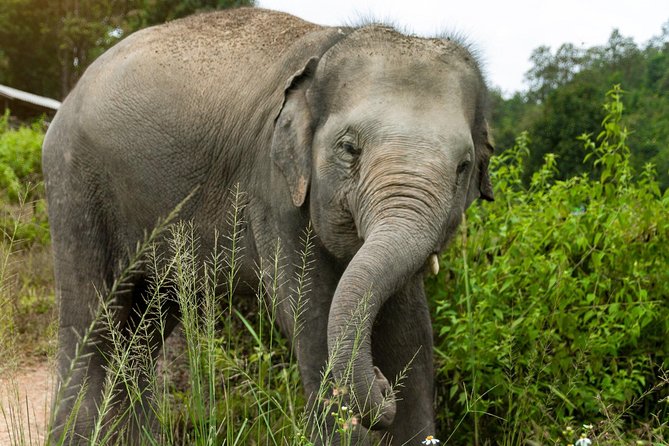 Half Day Visit Elephant Sanctuary in Samui Review - Booking and Refund Policy