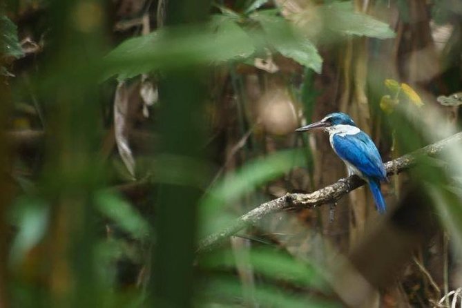 Bangkok Jungle Bike Tour Review: Worth the Ride - Recap