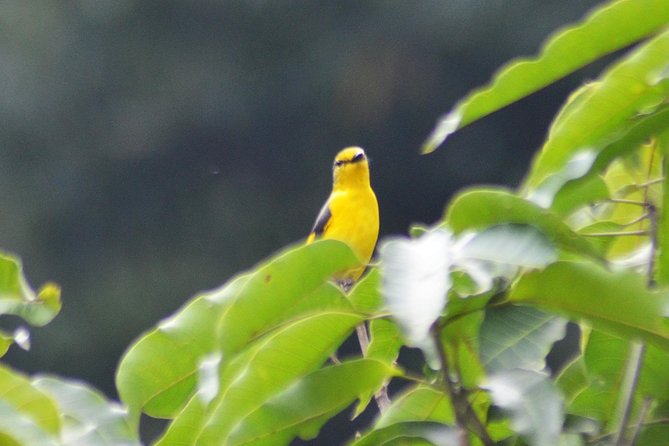 Bird Watching Doi Inthanon - Chiang Mais Best Birding Spots