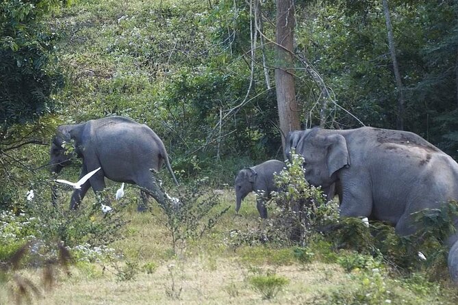 Elephant and Wildlife Watching in Kuiburi National Park Review - Tour Inclusions and Amenities