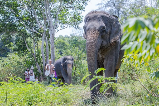 Elephant Sanctuary Small Group Tour in Phuket Review - Operator and Tour Information