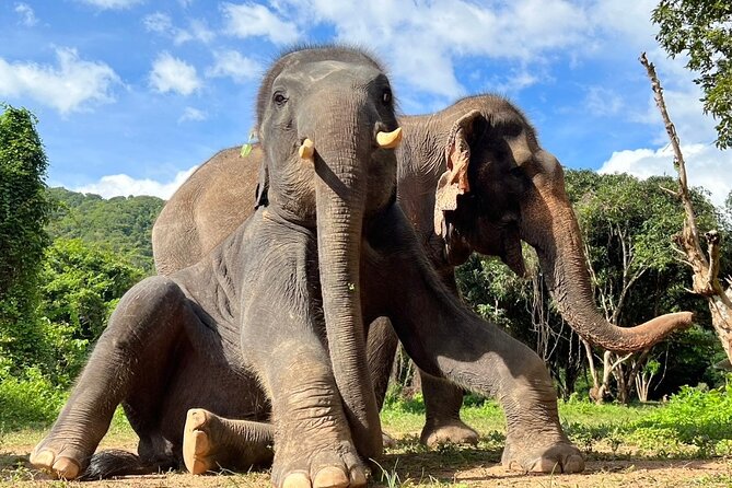 From Bangkok: Elephant Jungle Sanctuary Day Trip - Whats Included in the Tour