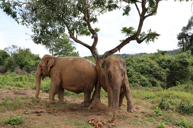 Half Day Elephant Home Sanctuary in Samui Review - Important Notes and Reminders