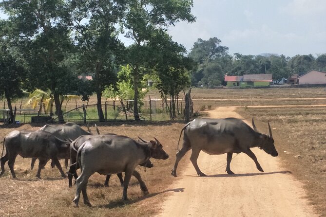 Koh Yao Noi Cycling and Beach Review - Booking and Tour Details