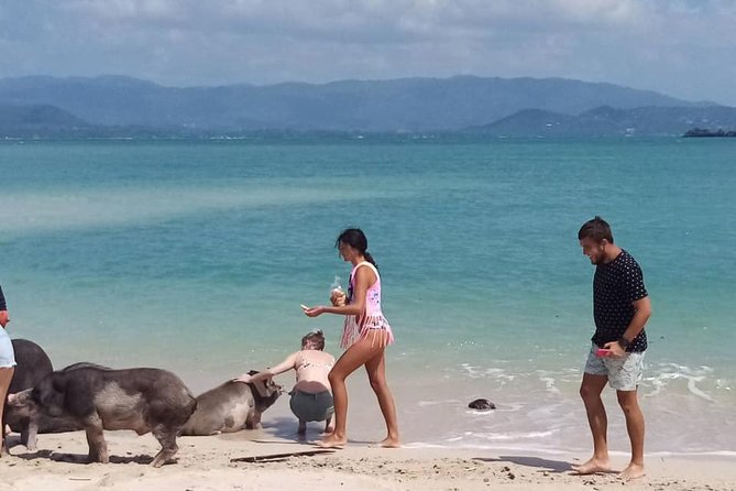 Pig Island Snorkeling Tour Review: Worth the Ride - Traveler Requirements and Refunds