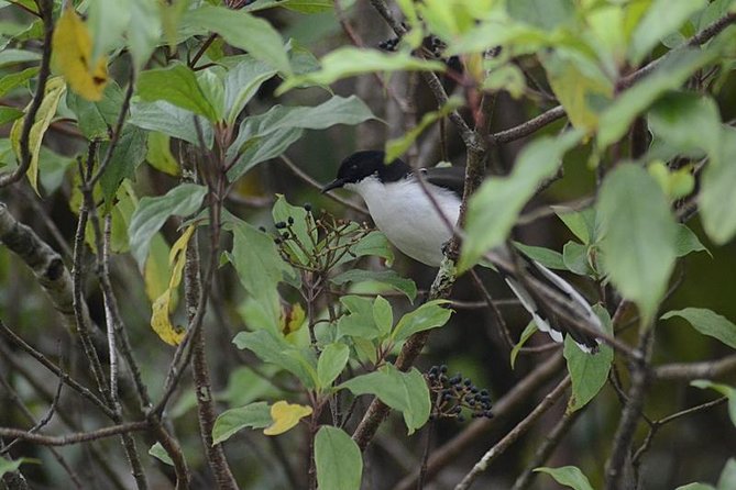 Bird Watching Doi Inthanon - Booking and Cancellation Details