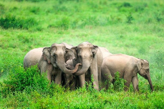 Elephant and Wildlife Watching in Kuiburi National Park Review - Review and Rating Summary