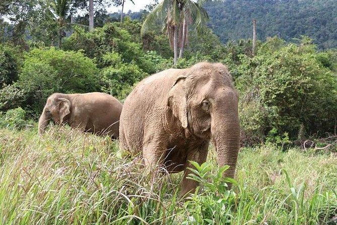 Elephant Nature Care Review: A True Sanctuary Experience - Booking and Cancellation Policy