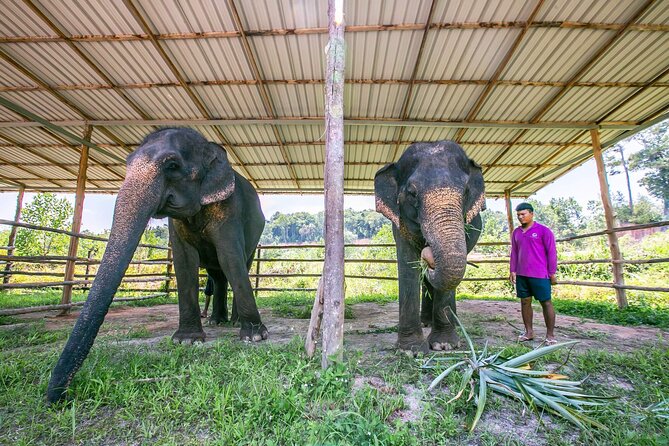 Elephant Sanctuary Small Group Tour in Phuket Review - Recap