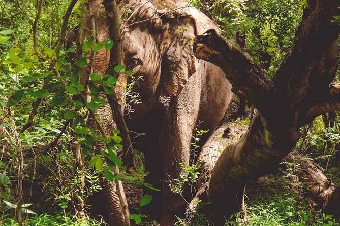 Erawan Waterfall and Elephant Care Private Tour Review - Recap