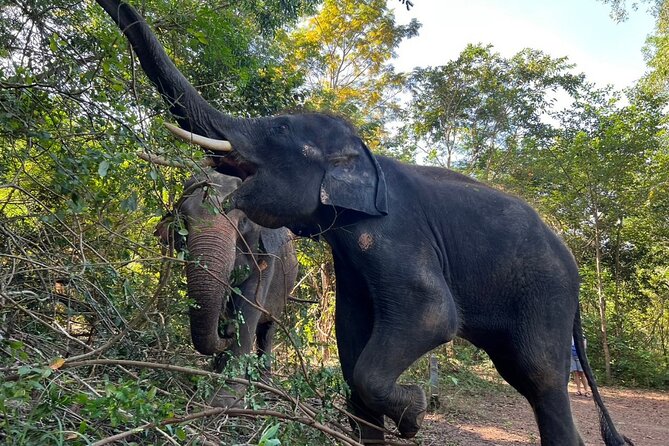 From Bangkok: Elephant Jungle Sanctuary Day Trip - Preparing for the Jungle Adventure