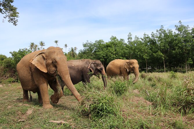 Half Day Elephant Home Sanctuary in Samui Review - Recap