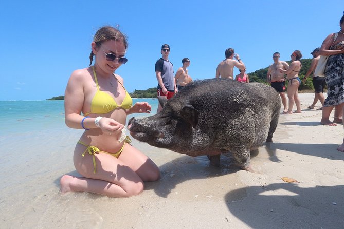 Pig Feeding, Kayaking, Snorkeling Trip at Pig Island By Speedboat From Koh Samui - Recap