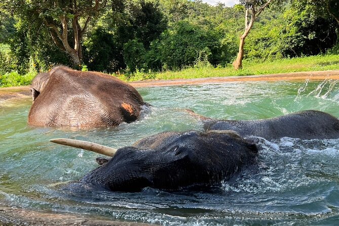 From Bangkok: Elephant Jungle Sanctuary Day Trip - Recap