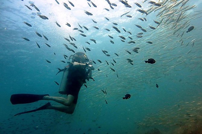 Diving at Koh Chang Daytrip Review - Key Takeaways