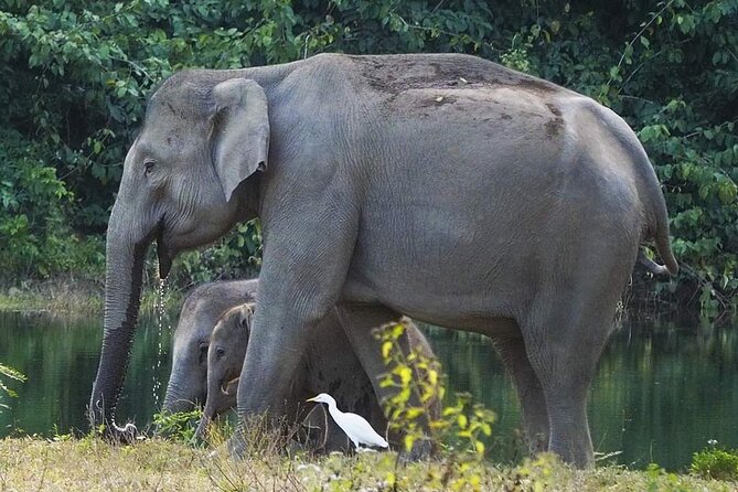 Elephant and Wildlife Watching in Kuiburi National Park Review - Key Takeaways