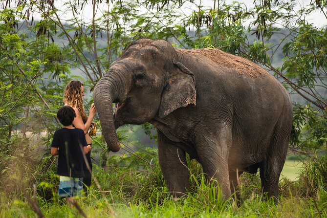 Elephant Jungle Sanctuary: Half Day Morning Review - Key Takeaways