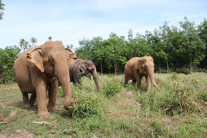 Elephant Nature Care Review: A True Sanctuary Experience - Key Takeaways