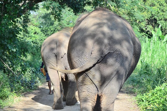 Experience Elephant Sanctuary + Sticky Waterfall Review - Key Takeaways