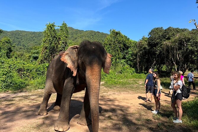 From Bangkok: Elephant Jungle Sanctuary Day Trip - Tour Itinerary and Inclusions