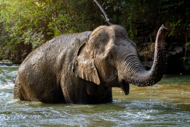 Half Day Visit Elephant Sanctuary in Samui Review - Key Takeaways