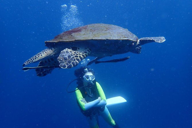 Koh Tao 2-Dive Day Trip Review: Is It Worth It - Key Takeaways